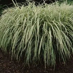 thumbnail for publication: Miscanthus sinensis 'Variegatus' Variegated Japanese Silver Grass